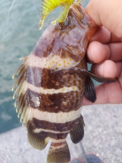 アオハタの釣果