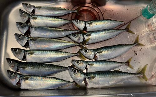 サバの釣果