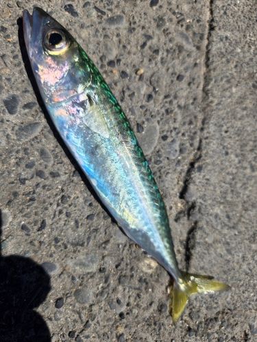 サバの釣果
