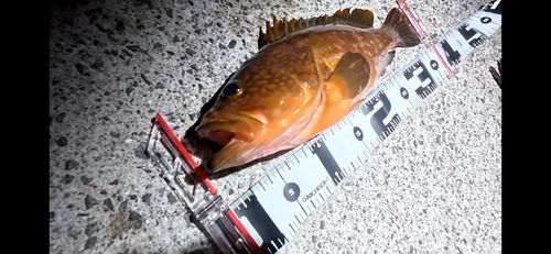 キジハタの釣果