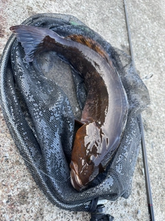 アイナメの釣果