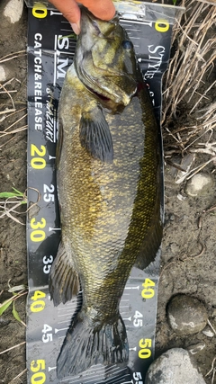 スモールマウスバスの釣果