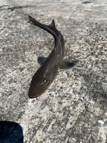 サメ