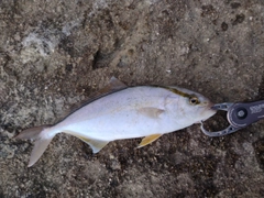 ショゴの釣果