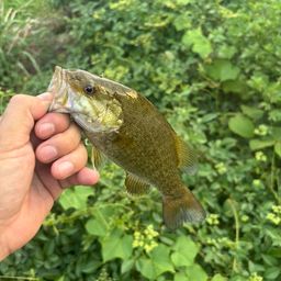 スモールマウスバス