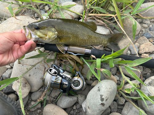 スモールマウスバスの釣果