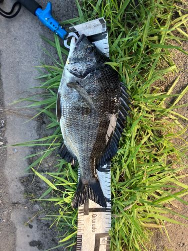 クロダイの釣果