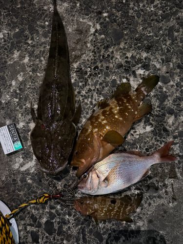 サワラの釣果
