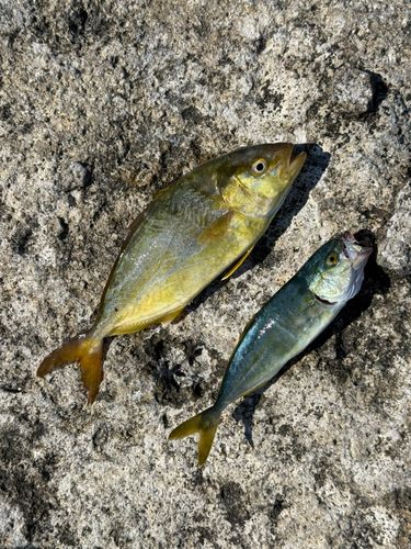 シオの釣果