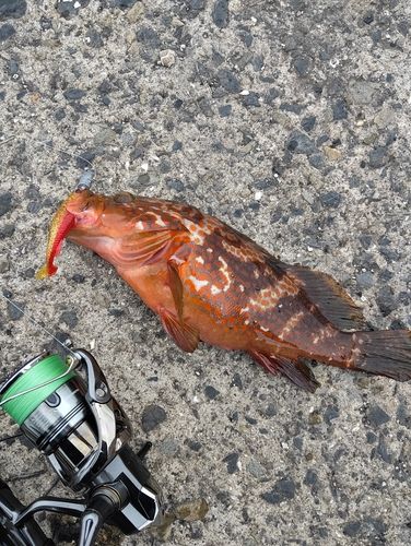 キジハタの釣果