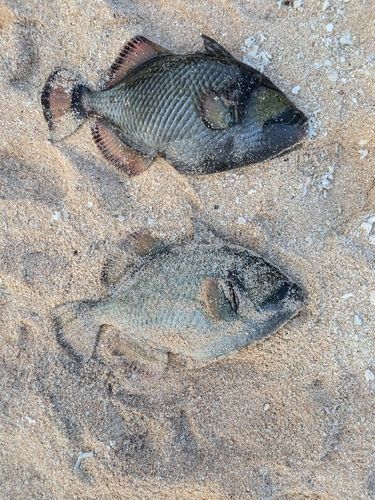 ゴマモンガラの釣果