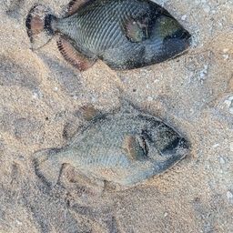 ゴマモンガラ