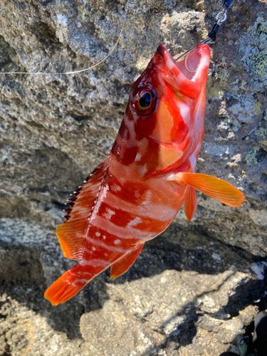 アカハタの釣果