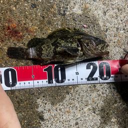 タケノコメバル