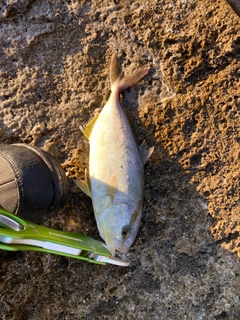 シオの釣果
