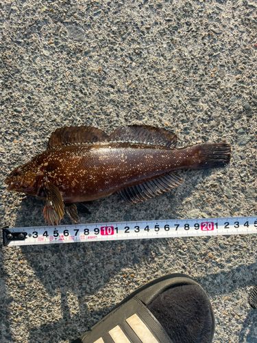 クジメの釣果