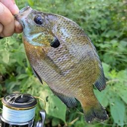 ブルーギル