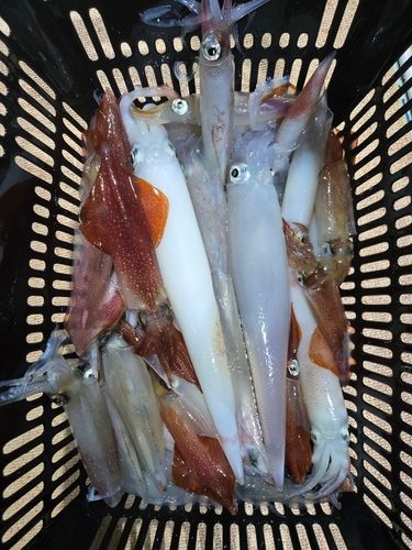 ケンサキイカの釣果