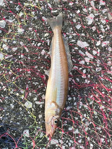 キスの釣果