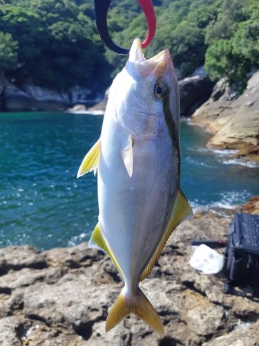 シオの釣果