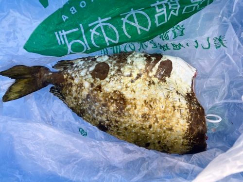 バリの釣果