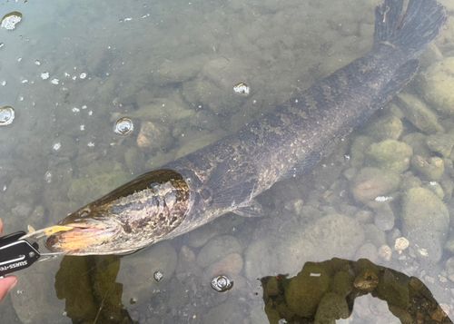 ライギョの釣果