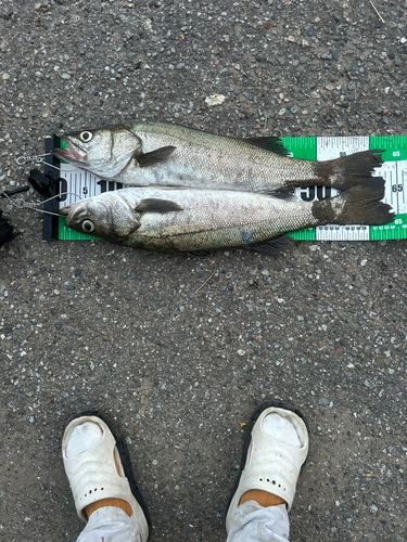 シーバスの釣果