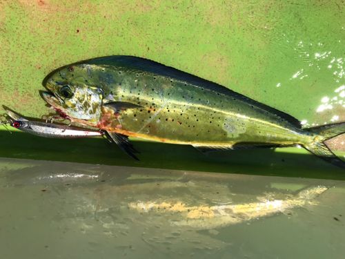シイラの釣果