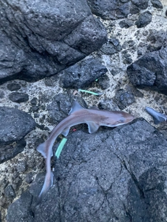 サメの釣果
