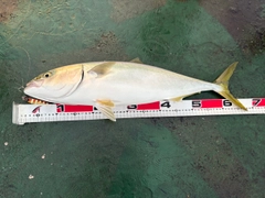 ワラサの釣果
