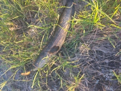 ライギョの釣果