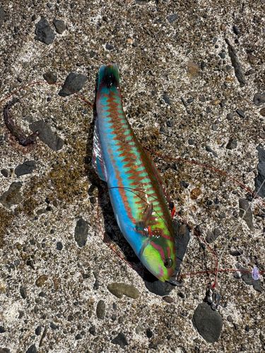 ニシキベラの釣果