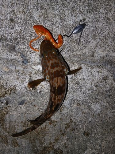 キジハタの釣果