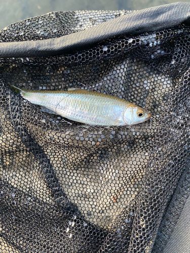 オイカワの釣果