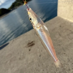 キスの釣果