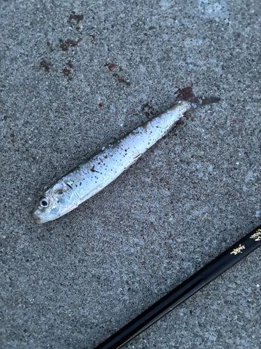 イワシの釣果