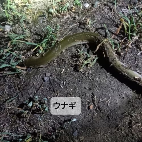 ウナギの釣果