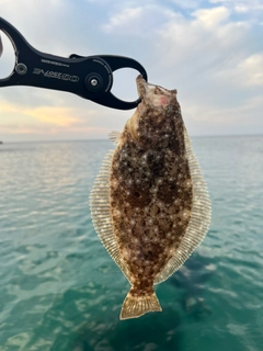 ソゲの釣果