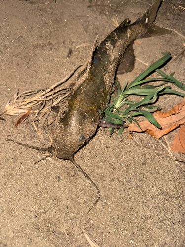 アメリカナマズの釣果