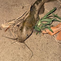 アメリカナマズ