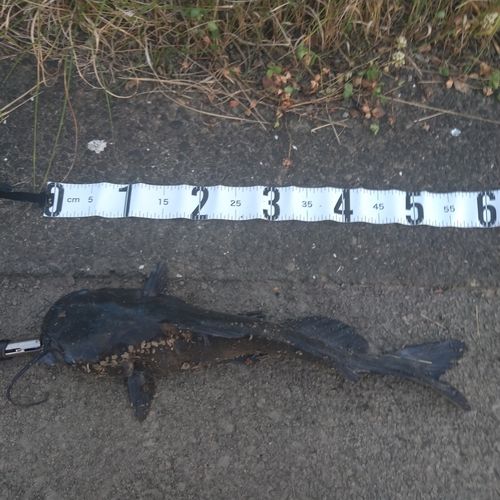 アメリカナマズの釣果