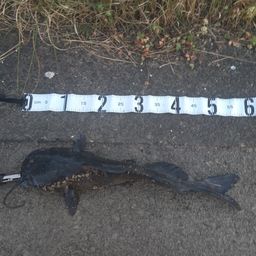 アメリカナマズ