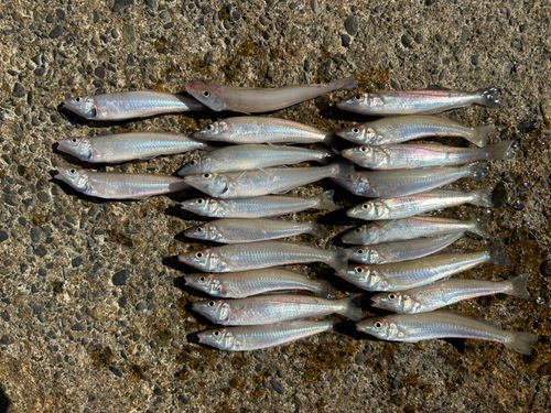 キスの釣果