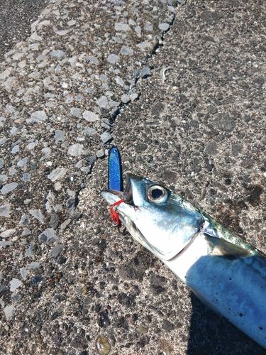 サバの釣果