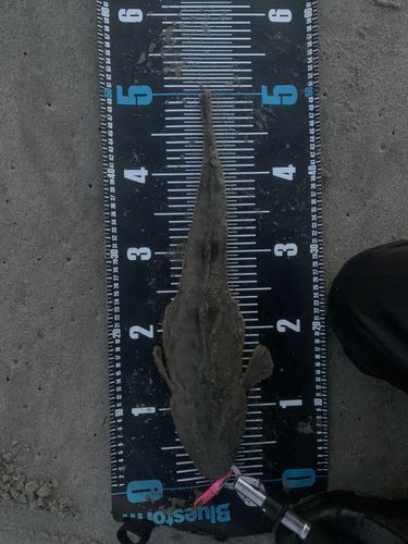 マゴチの釣果