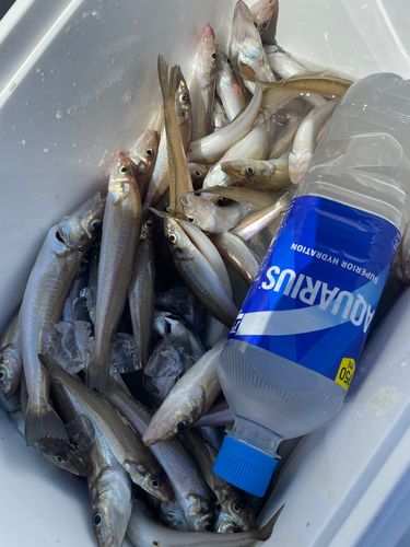 シロギスの釣果