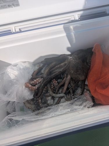 マダコの釣果