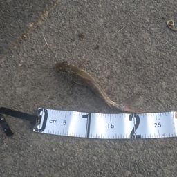 アメリカナマズ