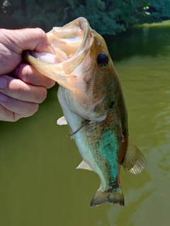 ラージマウスバスの釣果
