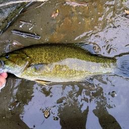 スモールマウスバス